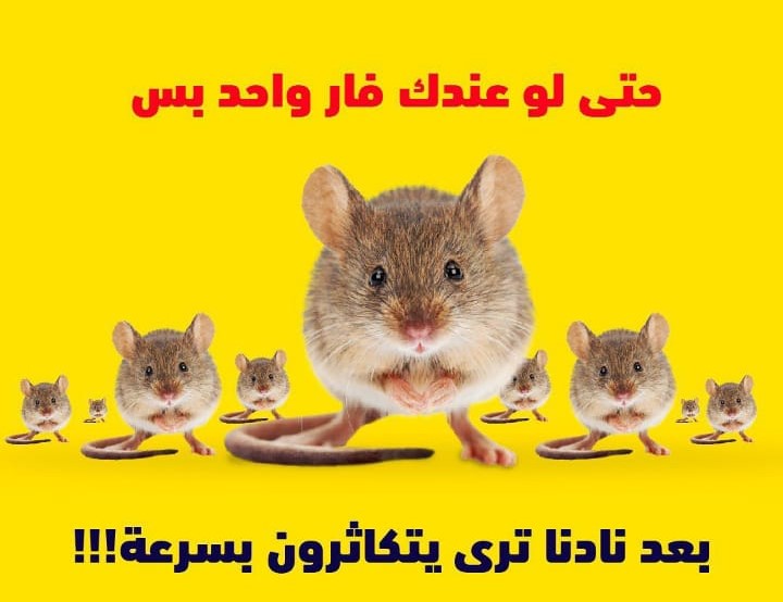Book Pest Control Service Online | Construction Cleaning and Services | Qetaat.com